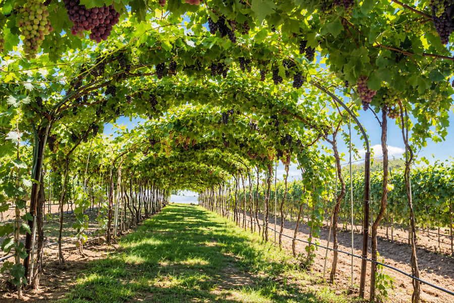 Ruta Entre Ópalos y Uvas